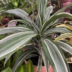 Plantas