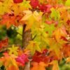 Liquidambar