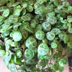 Peperomia prostrata